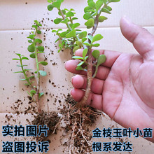 多年生玉树老桩多肉金枝玉叶绿植老桩雅乐之舞盆景盆栽玉树植物