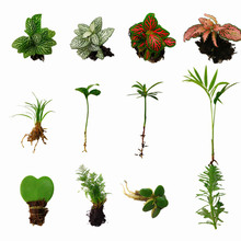 苔藓微景观DIY材料 网纹草单颗植物鲜活绿植生态缸水陆缸造景蕨铭