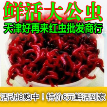 鲜活红虫天津特大号公红虫 红虫活饵 活体母红虫拉饵小公鲫鱼饵