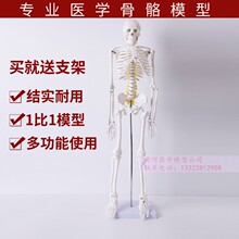 45 85 170cm人体骨骼模型骨架人体模型成人小白骷髅教学脊椎美美