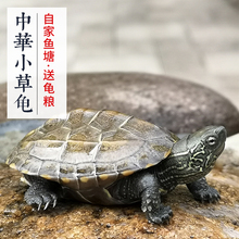 小乌龟活体中华草龟宠物龟金线龟墨龟草龟情侣龟长寿龟水龟纯外塘