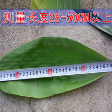 100片现摘粽叶新鲜包粽子的大粽子叶新鲜纯天然箬叶野生竹棕叶