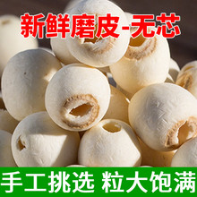 无芯白莲子500g 新货大粒去芯磨皮白莲子干货无硫湘潭莲子