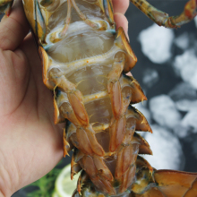 鲜活南非龙虾仔 大龙虾澳龙仔海鲜水产 澳龙仔4-5两/只_阿里巴巴找货