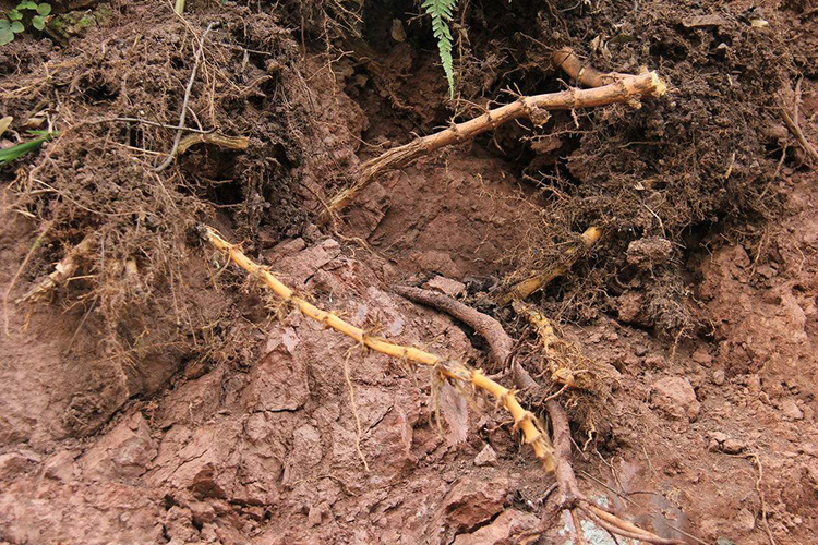 竹竿根 竹根 竹子根 竹叶根 山竹根 竹子根 包邮 中药材 竹鞭新货