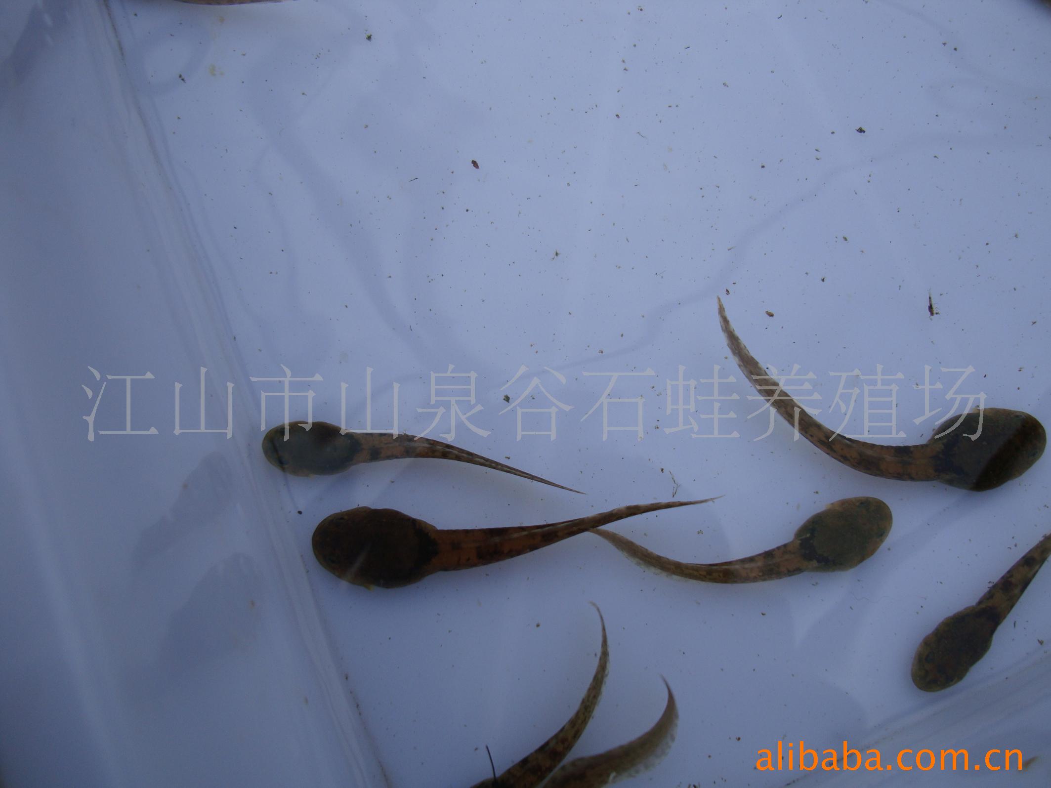 供应特种养殖动物-石蛙蝌蚪