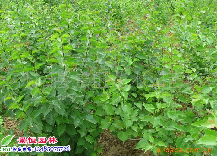 v丁香丁香,紫丁香,暴马丁香,羽叶丁香等花木榕树和香樟树怎么分图片