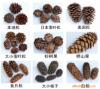 major wholesale U.S.A Echinacea Larch fruit,Local pine nut,Cedar fruit,Fillet pine nut