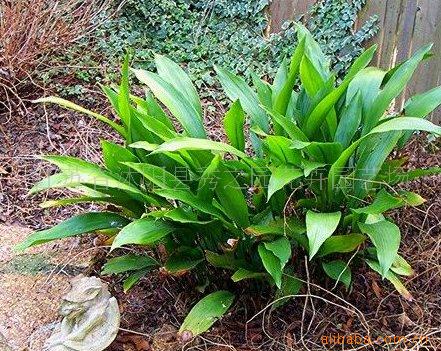 批发盆栽花卉苗木植物 净化空气绿叶花卉 四季长青一叶兰