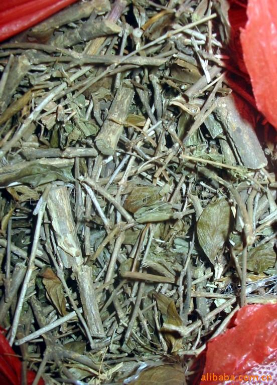 供应六月雪 鸡骨柴