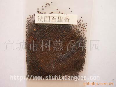供应百里香种子