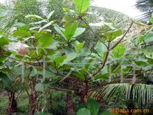 大叶榄仁树苗遮阳遮荫绿化风景树雨伞树懒人盆栽庭院别墅四季常绿