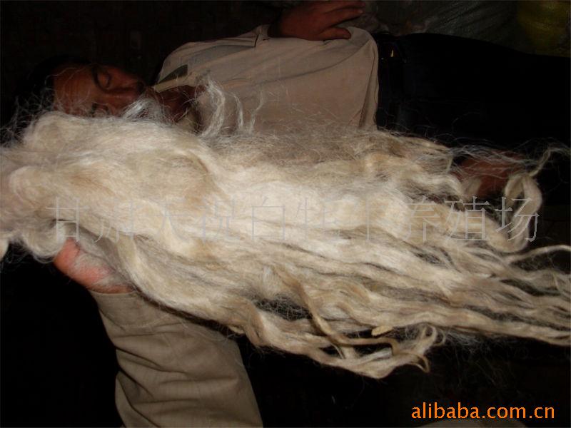 甘肃牦牛原产地直销牛毛 牛绒 牦牛绒 白牦牛毛 高尺毛 牦牛尾毛