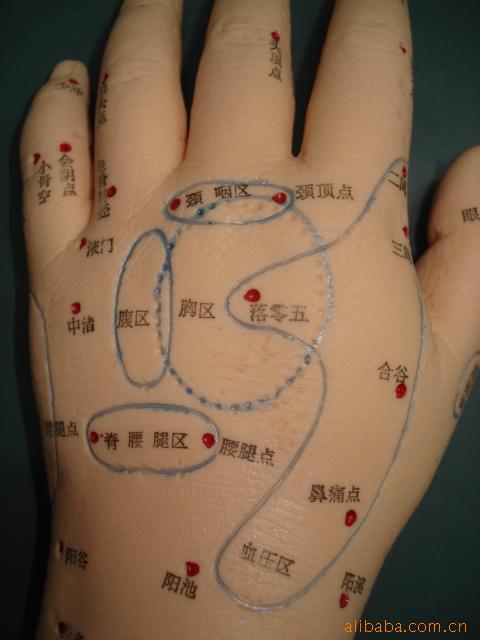 批发供应手部反射区按摩及小儿推拿针灸模型