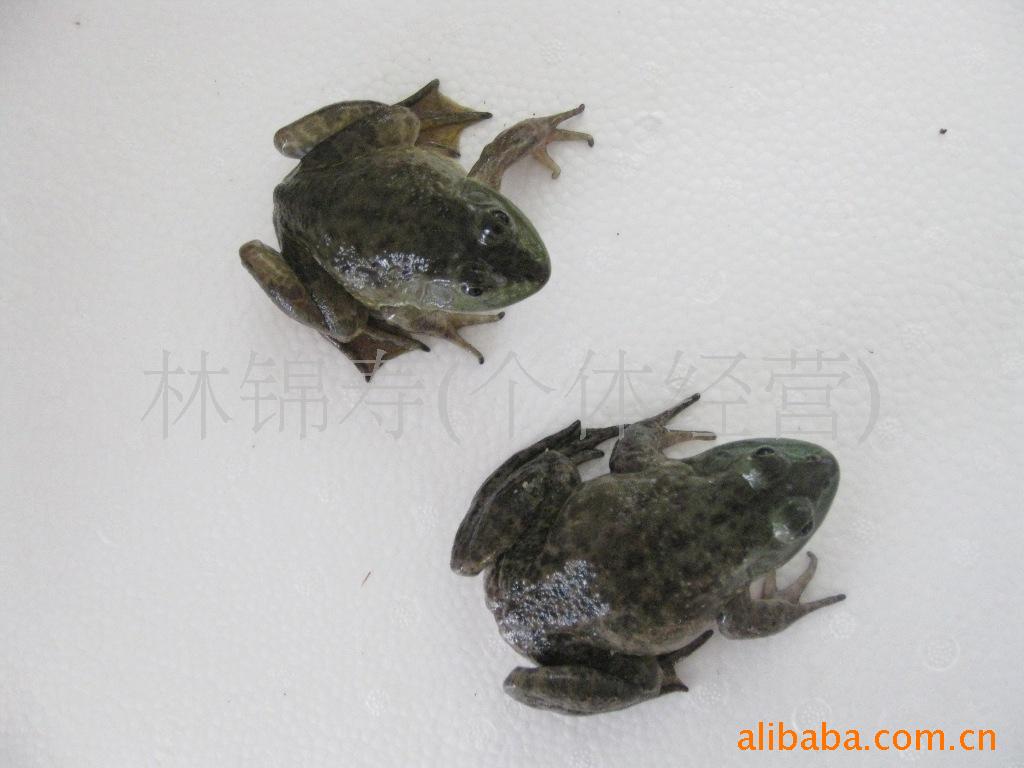 小牛蛙供应