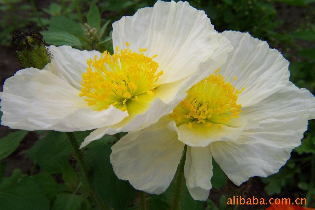 虞美人种子花种子景区花海种植庭院花卉