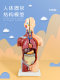 Children's human structure anatomical model can be detached internal organs and bone structure assembled toys