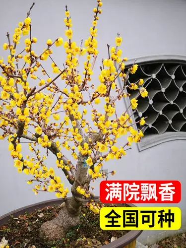 Пламмели саженцы саженцы в горшечных растениях во дворе ландшафтного дерева -резистентная красная слива, карликовая старая скорость свай восковой слива