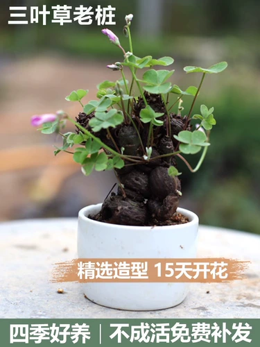 Клевер, старая куча, красный цветок, маленькие миниатюрные луковицы бонсай, четырехсезонные цветущие цветы, гидропонные горшечные растения.