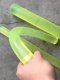 Beef tendon rod, polyurethane rod, solid body-proof PU rod, high elastic rubber rod, shock-absorbing and wear-resistant rod processing