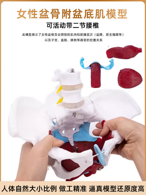 Female pelvic pelvic floor muscle model human delivery midwifery anatomy medical pelvic dynamic bone structure teaching aid