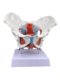 Female pelvic pelvic floor muscle model human delivery midwifery anatomy medical pelvic dynamic bone structure teaching aid
