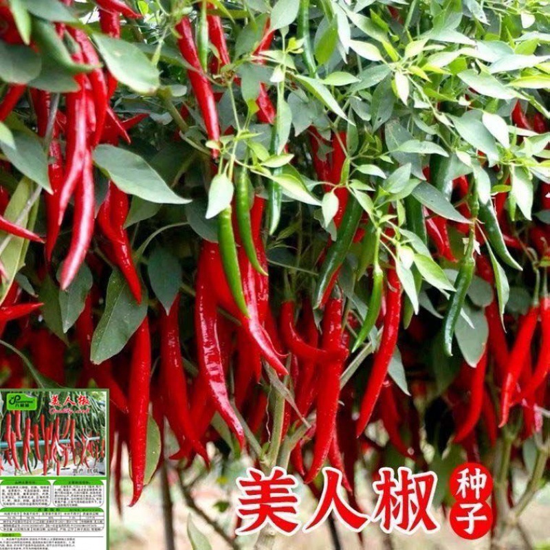 UWANT大白旗舰除螨仪限时特惠