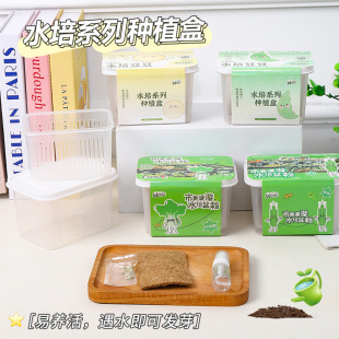 Indoor Planting Small Potted Plants Student Experimental Homework Hydroponic Plant Observation Box Office Desktop Vegetable Potted Plants