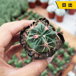 Succulent Plant Jade Collection Cactus Potted Luanfeng Cactus Real Star Pocket Flowering Combination Package Radiation Protection