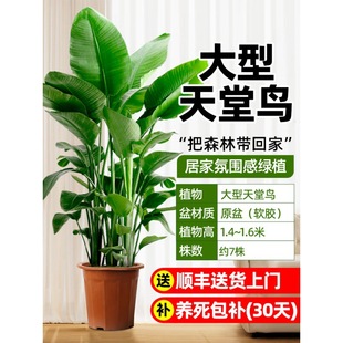 Bird of Paradise Potted Indoor Living Room Large Green Plant Office Large Leaf Plant Flower Strelitzia Reginae New House to Remove Formaldehyde