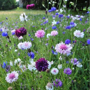 Hydrangea Seeds Outdoor Four-Season Sowing Mixed Color Flower Seeds Courtyard Flowering Perennial Plant Flower Potted Plant
