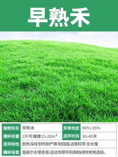 Lawn Grass Seeds Are Evergreen, Cold-Resistant and Drought-Resistant Slope Protection, Manila Dog Tooth Root Greening Dwarf Turf Grass Seeds
