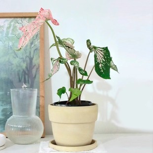 Internet Celebrity Colorful Taro Pink Harmony Indoor Green Plant Potted Plant Is Easy to Grow and Purifies Colorful Taro Splash. It Will Be Released on February 15Th