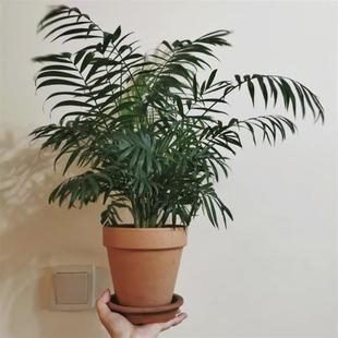 New Pocket-Sized Coconut Green Plant Potted All-Season Evergreen Rich Coconut Desktop Hydroponic Formaldehyde Removal Air Purifier