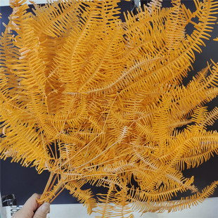 Immortal Osmunda Wolf Osmunda Leaf Fern Leaf Glass Cover Floating Flower Material Immortal Flower Flower Flower Ornamental Decoration Home Decoration Flower bouquet