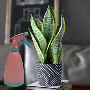 Tiger Tail Orchid Potted Indoor Radiation-Proof Green Plant Florals Office Formaldehyde-Absorbing Plant Tiger Tail Orchid Living Room Good for Growing Florals