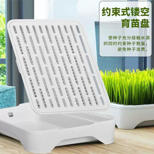 Hydroponic Wheat Seed Seedling Ready-to-eat Cat Cat Row Hair Hydroponic Self-growing Soilless Hydroponic Wheat Natural Health
