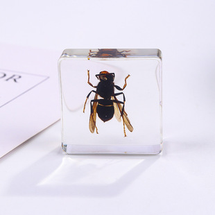 Ivy Cross-border New Square Resin Insect Book Town Student Teaching Aids Animal Specimen Amber Crafts Ornaments