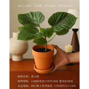 Heart-Shaped Banyan Umbrella, Banyan Heart Leaf, Banyan Lollipop, Indoor Office Air Purification Foliage, Trendy Green Plant Potted Plant