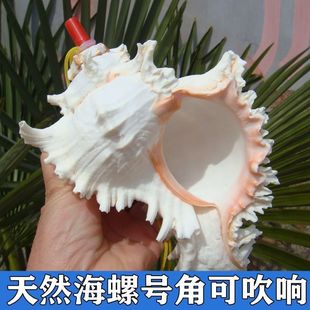Thousand Hand Conch Natural Large Conch Shell Whistle Horn Blow Toy Gift Oversized Shell Whistle Small Snail
