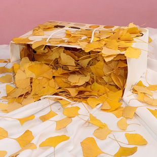 Ginkgo Leaf Dead Leaves Maple Leaf Dried Flower Specimens Real Dead Leaves Decoration Autumn Harvest Fallen Leaves Stickers Dry Leaves Handmade Leaves
