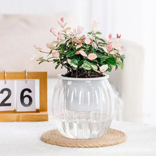 Flower and Leaf Trachelospermum All Year Round Colorful Flower Potted Colorful Leaf Hanging Basket Balcony Climbing Vine Seedlings Green Plants Courtyard Plant Hanging