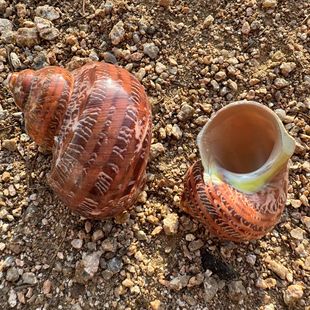 Natural Conch Shell Roll Shell Fish Hermit Crab Spare Replacement Shell Fish Tank Landscape Decoration Aquarium Decoration