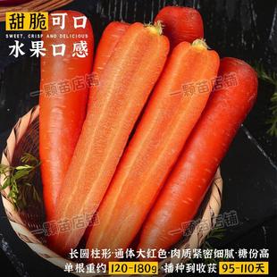 Three Red 10inch Ginseng Carrot Seeds Fruit Carrot Seeds Potted Autum Vegetables Farm Red Carrot Seeds