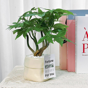 Fortune Tree Small Fortune Tree Desktop Potted Office Potted Double Floating Fortune Tree Small Cone Pot Fortune Tree