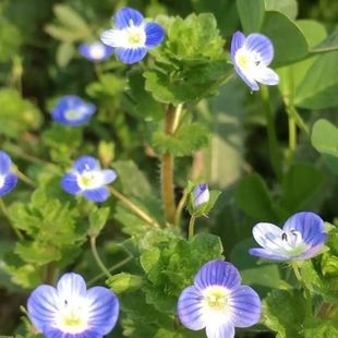 Ground Cover Mother-In-Law Flower Seeds Seeds Florals Home Courtyard Indoor Balcony Planting Potted Plants Easy to Grow Flower Plants