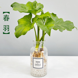 Hydroponic Spring Feather Indoor Green Plant Potted Florals Are Easy to Grow in Water and Purify the Air. Office Desktop Green Plants Spring Rain Seedlings