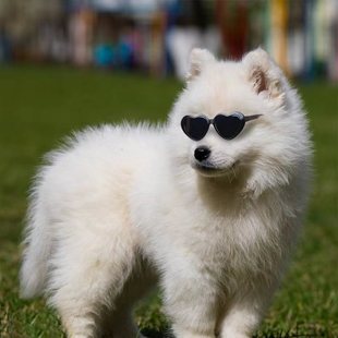 Doll sunglasses pet sunglasses Doll Doll children's toy accessories doll glasses cotton doll glasses