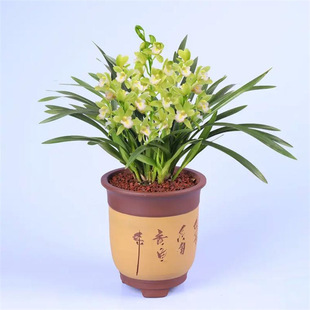 Orchid Seedlings, Fine-Leafed Cold Orchid, the Beauty of Traditional Chinese Painting, Strong Fragrance, Dwarf Indoor Florals, Green Plants, Potted Plants with Florals in Winter