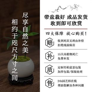 Мини-бамбуковые и кипарисовые бонсай Podocarpus в горшках легко обслуживать четырехлистные растения в помещении, офисные настольные зеленые растения, украшения